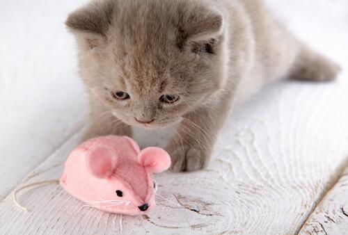 Домашняя Игрушка Для Кошек: Плюшевая Мышь