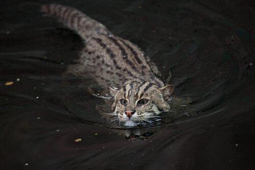 Рыбная кошка, под угрозой исчезновения