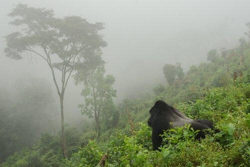 Популяция горных горилл достигает 1.000 экз.