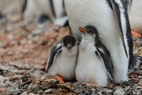Станьте крестным отцом для пингвина