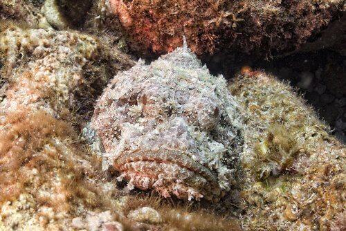 Каменная рыба, почти невидимые морские существа