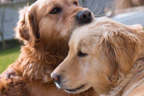 Собаки Чувствуют Любовь? Что говорит наука?
