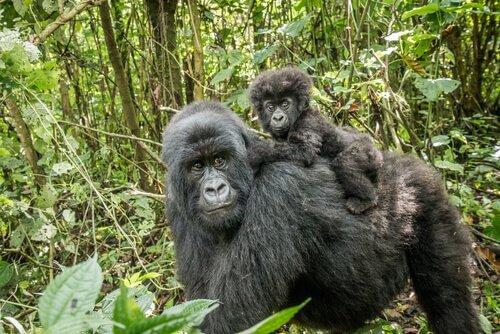 Горная горилла: изолированная жизнь в джунглях Африки