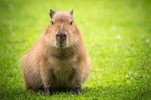 Capybara: интересные факты и любопытства