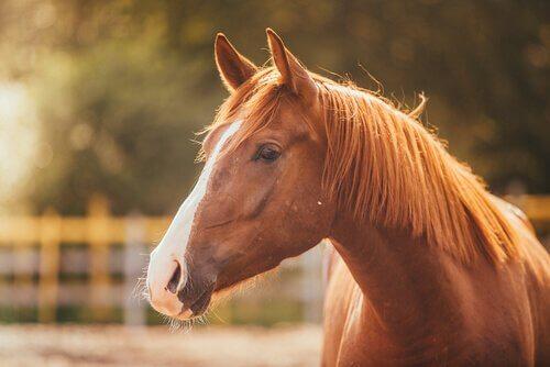 Обнаружение и облегчение стресса у лошади