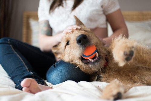 Научите свою собаку возвращать мяч