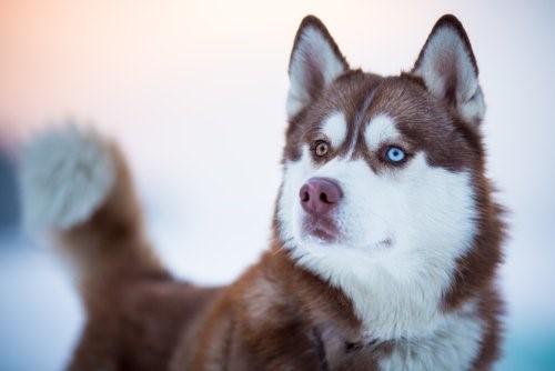 Породы собак с голубыми глазами-породы собак с голубыми глазами
