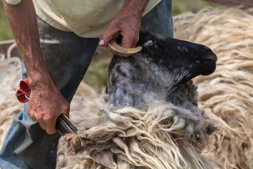 Свидетель жестокого обращения с животными-овца стригется