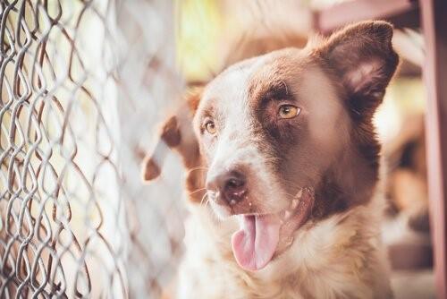 Свидетель жестокого обращения с животными - собака за забором