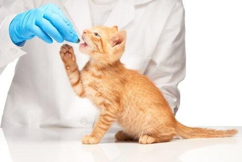 Как дать кошке таблетку? У Ветеринара