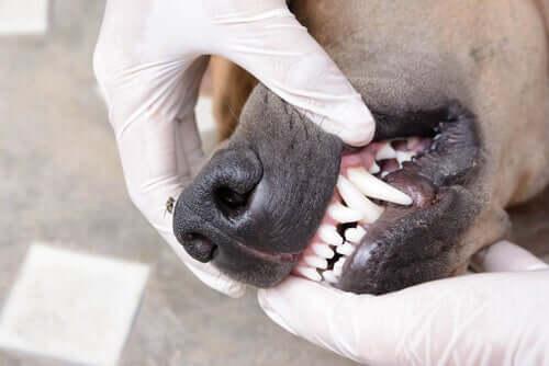 Чистые зубы, здоровая собака