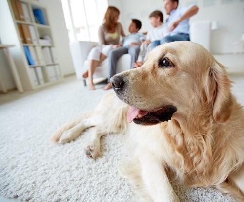 Учиться у вашей собаки-собака дома