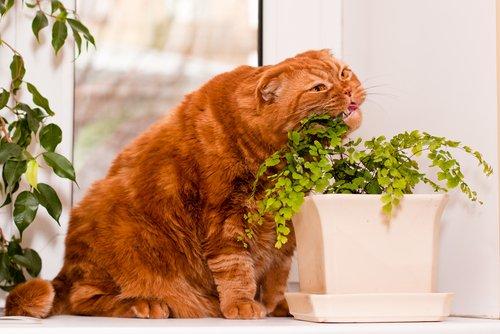 Для кошек эти растения опасны