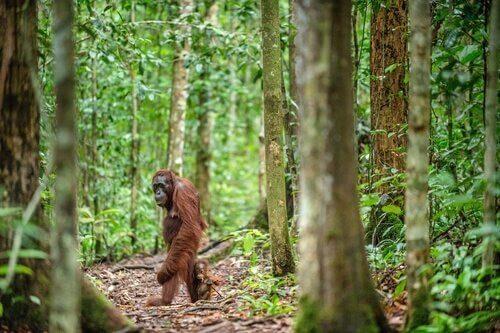 Борнео орангутанг находится под угрозой исчезновения
