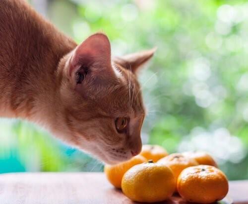 8 запахов, которые привлекают кошек-Кошка пахнет фруктами
