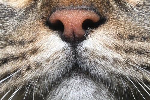 8 запахов, которые привлекают кошек-кошачий нос