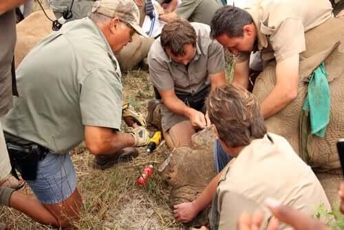 Носороги: впрыскивание яда в рога