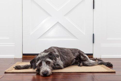 Как долго собака может оставаться одна дома?