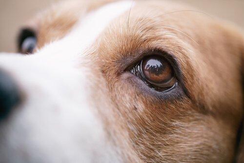 Глазные черви у собаки: причины, симптомы и лечение