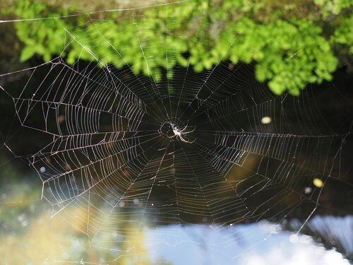 Как паук на самом деле делает свою сеть?