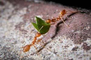 трудолюбивые муравьи на работе