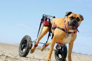 Собаки в инвалидной коляске бушуют на пляже