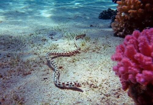 Морская змея, одна из самых ядовитых змей в мире