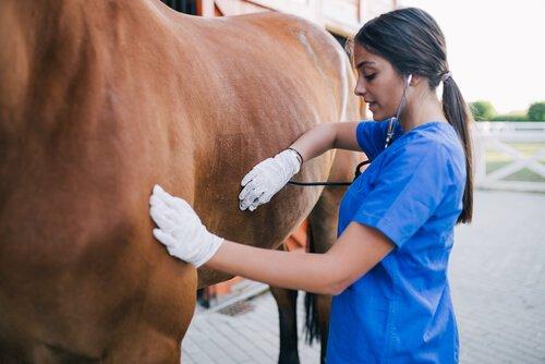 Лечение колик у лошадей