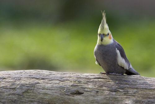 Cockatiel открытый