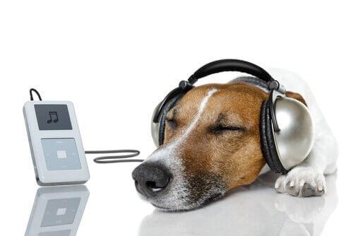 8 песен о собаках, которые вам понравятся —
