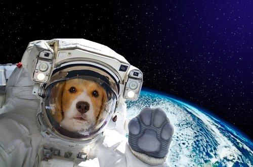 Собака в космосе