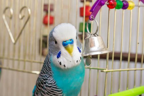 Дом для ваших попугаев должен иметь правильную влажность воздуха.
