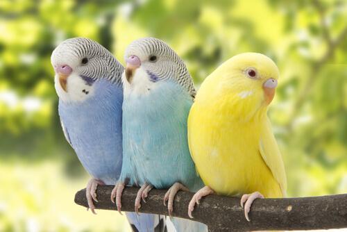 Идеальный дом для ваших волнистых попугаев