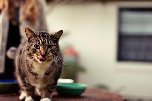 Гигиена полости рта у кошек-кошка после еды