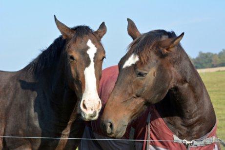 Обнаружение и облегчение стресса у лошади
