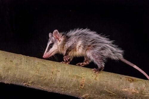 Животные, которые спят больше всего-Opossum