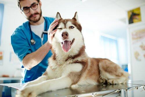 Волчья кровь, одна из самых известных собак.