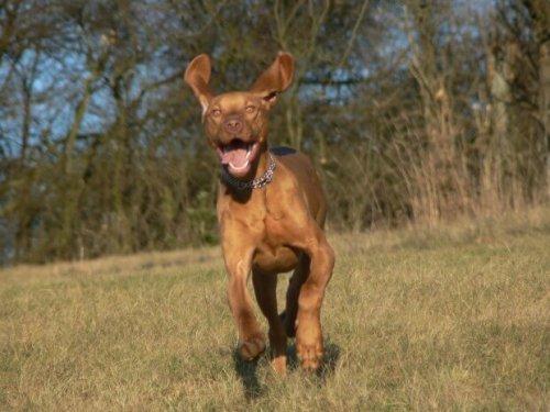 Bracken: Magyar Vizsla