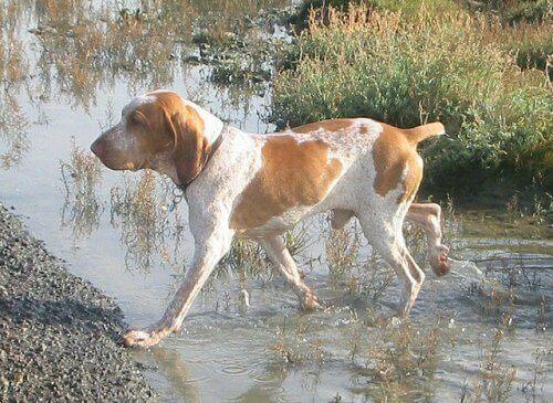 Бракен: Bracco Italiano