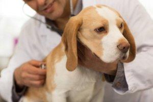 Лечение червей у собак