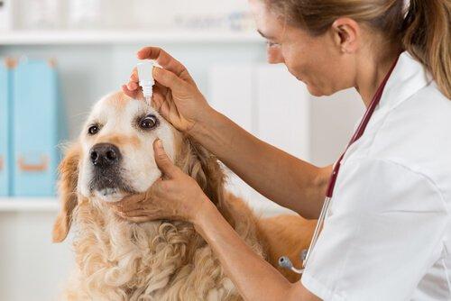 Слезы в собачьем глазу также могут указывать на болезнь.