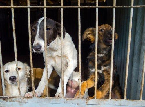 Поиск в приютах, когда ваша собака потеряна