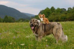 Кавказская овчарка: общительная Собака
