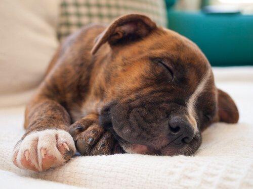 О чем мечтают собаки, и стоит ли их будить?