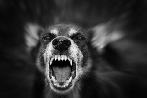 Агрессивное поведение собаки может быть связано с владельцем