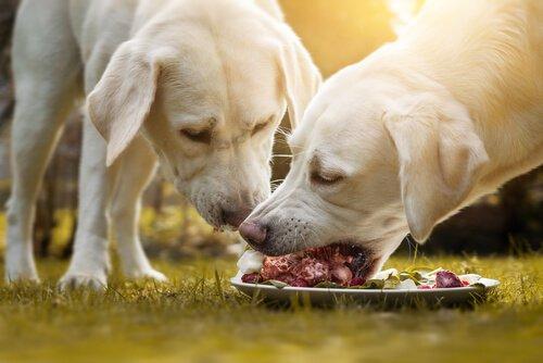 Какое лучшее мясо для собак?