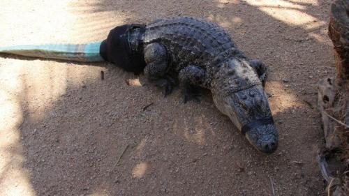 Крокодил с протезом