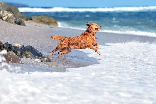 Бассейн для собак-Собака на пляже
