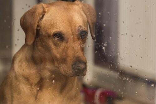 Дождь и его шум - собака у окна