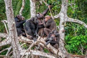 культурное разнообразие шимпанзе угрожает